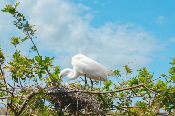 a large white bird standing on top of a nest